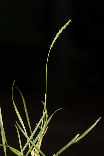 Eremochloa ophiuroides #21